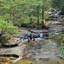 새재리아 이미지