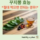신체의 열매 | 구지뽕 효능, 열매, 가격, 부작용, 체질, 꾸지뽕, 구찌뽕