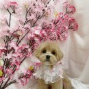 체인지펫미용 이미지