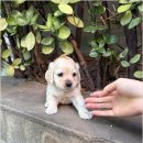 강아지분양 애견분양 퍼피플라워 중랑점 | 중랑구강아지분양 믿을 수 있는 분양처 강아지분양 애견분양 퍼피플라워 중랑점 필수 점검사항