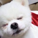 숯불직화꼬치바베큐 이미지