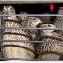 메추리농장 이미지