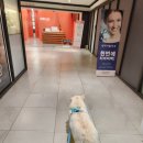 위런한방재활동물병원 이미지
