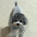 대구 신상 애견카페 세천 애견카페 짜세프렌즈 귀염둥이 베리랑 다녀온 후기