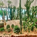 동천자연식물원 Daum카페