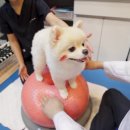 헬씨독