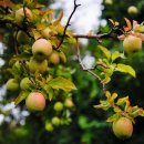 데이비스농장 이미지