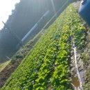 서당골농장 이미지