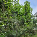 성왕산등산로 이미지