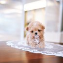 디디펫 수원강아지분양 이미지