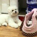 나밍밍 강아지네 네이버블로그