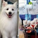 댕댕이버스 이미지