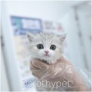 창너머 고양이 이미지