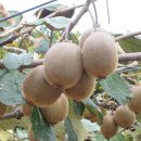 청산농장 이미지