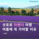 소사목장 | 삿포로 라벤더 여행 적기, 하나투어 패키지 일정 후기 비용