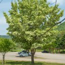 이팝나무길 이미지