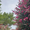 카멜리아한의원 이미지