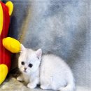 누리봄동물병원 | 먼치킨고양이 분양 가격 비교 및 특징 정보