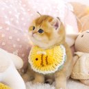 브리티쉬숏헤어 캐터리 | 브리티쉬 숏헤어 캐터리 같이 알아봐요!