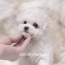 미니도로시 이미지