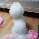 잠안와