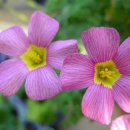 엠에이치알 이미지