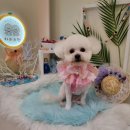 하리스펫 이미지