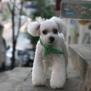 단비애견 미용실 이미지