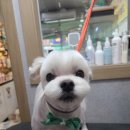 놀러와캣독 이미지