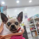 철수미용