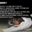 강아지 정보(행동/기지개3) 33 이미지