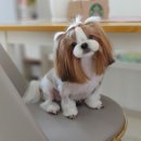 쁘띠멍 이미지