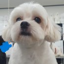 멍 삼촌 이미지