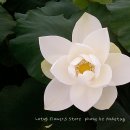 연꽃이야기 이미지