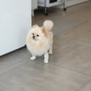 멍멍제과 이미지