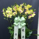 하지플라워