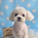 몽몽바블펫# 이미지