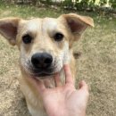 놀러오개 애견유치원 애견호텔 안양점 이미지