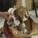 염소연구소 이미지