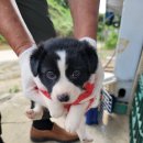 오수의과동물병원 이미지