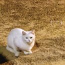 (주)씨스테이 야영장 | 태안 차박 :: 연포해수욕장 차박 야영장 일출보소!!