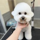 또왕또왕 Dog Salon 이미지