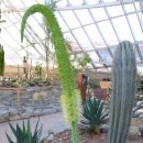 아가베 서울(Agave) 이미지