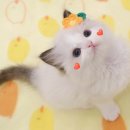 광주 고양이 분양 냥블리 광주점 이미지