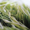 보리각시 이미지