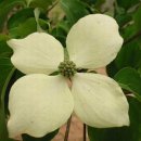 실버넷중부 이미지