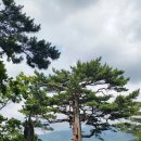 소나무 이미지