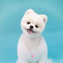 애견미용 견출지 노원점 이미지