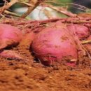 서아농장 이미지