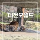 자유공원로 | 대전오월드 자유이용권 5살아이랑후기 사파리 청주아이랑갈만한곳 대전아이랑갈만한곳 오월드 야간개장